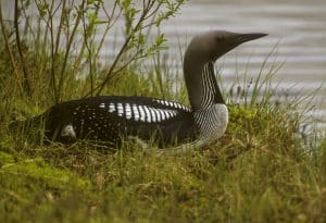 Black throated divers