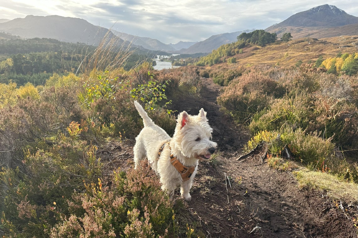 Small white west highland terrier called Ginny amongst the heather on a wilderness walk