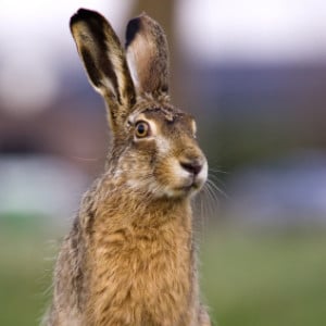 image of a mountain hare