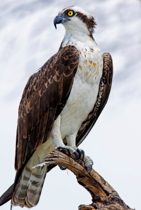 osprey standing on a branch