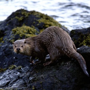 An otter on rocky coastline looking back at the camera