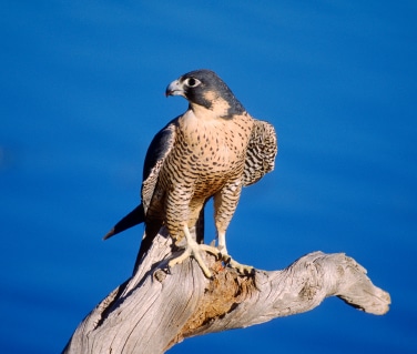 peregrine falcon