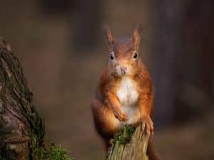 REd Squirrel: Photo by Rebecca Prest on Unsplash