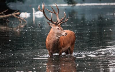 Photo of Red Deer Stag