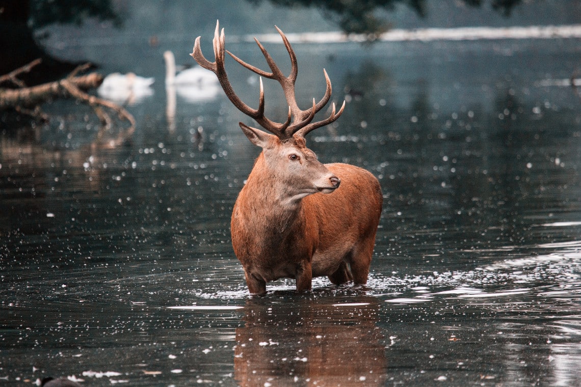 Photo of Red Deer Stag