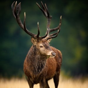 image of male red deer with large antlers