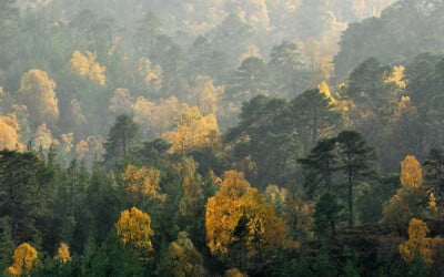 photo of native scottish woodland
