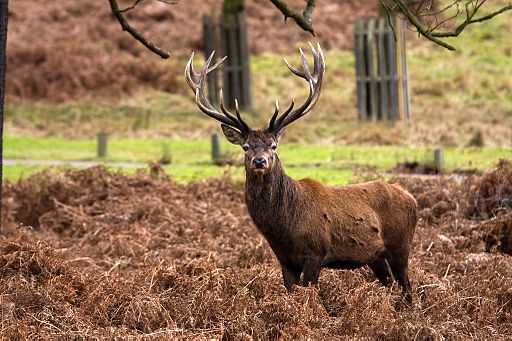 Red deer stag