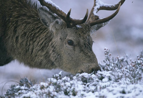 Red deer stag