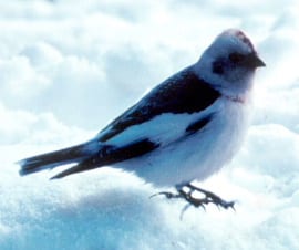 snow bunting