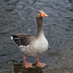 greylag goose