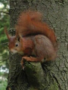 Red squirrell