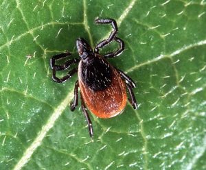 tick insect