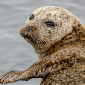 common seal Photo by Bob Brewer on Unsplash