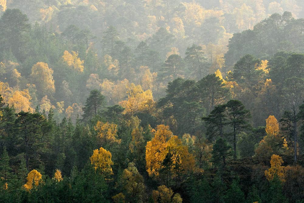 glen affric pinewood by L.Campbell