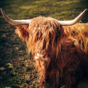 highland cow Photo by Jan Kohl on Unsplash