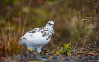 Ptarmigan Photo by Leo_Visions on Unsplash