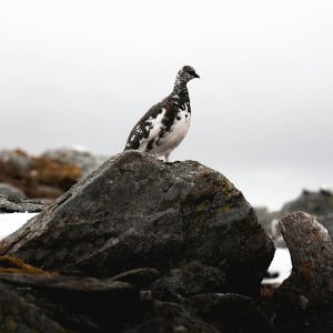 Ptarmigan Photo by Jonny McKenna on Unsplash