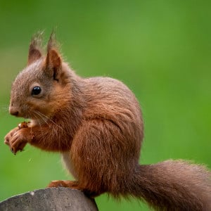 Red Squirrel Photo by Andy Willis on Unsplash