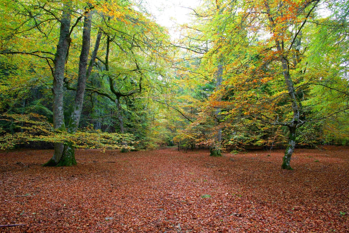 Autumnal colours under the beech trees of reelig glen