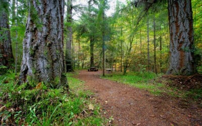 Walking through the trees at Reelig Glen