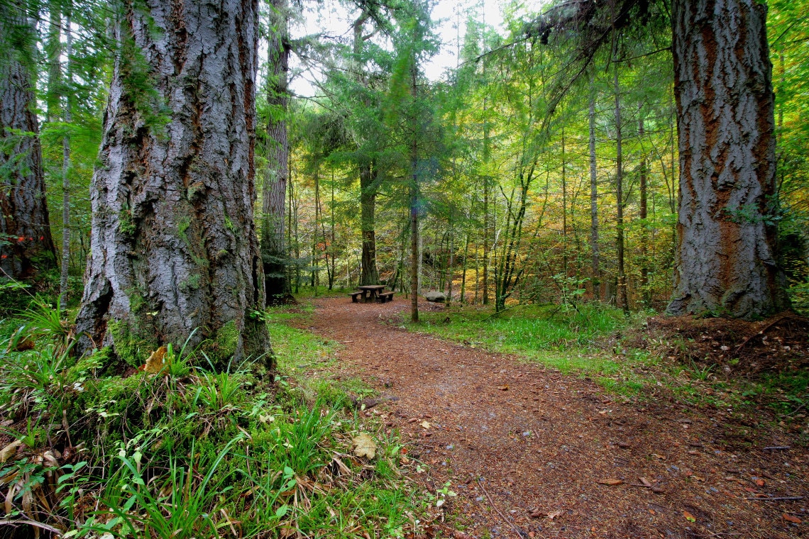 Walking through the trees at Reelig Glen