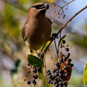 waxwing Photo by Joshua J. Cotten on Unsplash