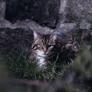 Scottish Highland Wildcat Photo by Journeys With Sean on Unsplash